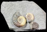 Beautiful Ammonite Cluster (Asteroceras & Promicroceras) - England #62903-1